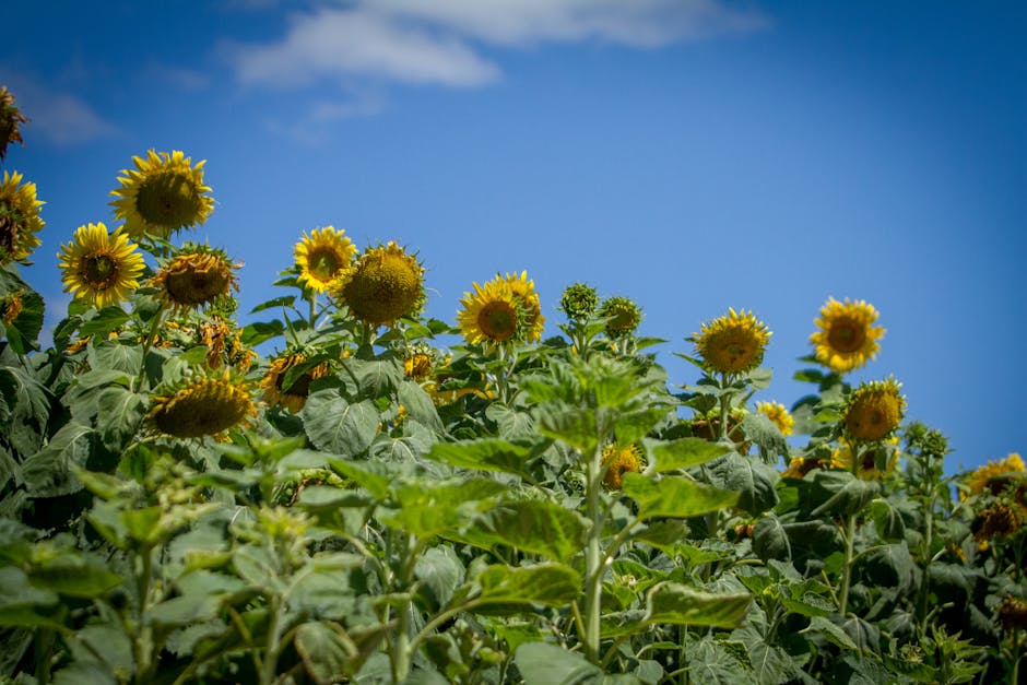 giraSole – Marchtrenk
