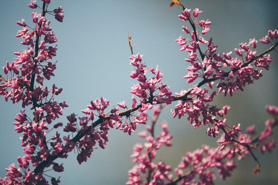 Primavera Holzofen – Vienna